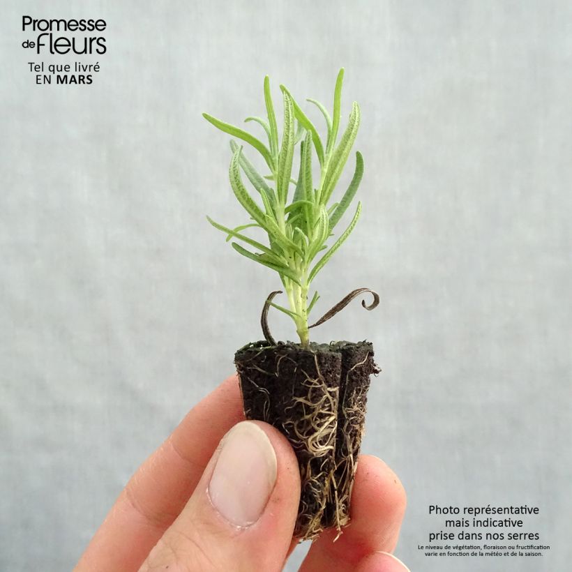 Example of Rosmarin Speedy - Rosmarinus officinalis Mini-Plug Ø 3/4 cm as you get in printemps