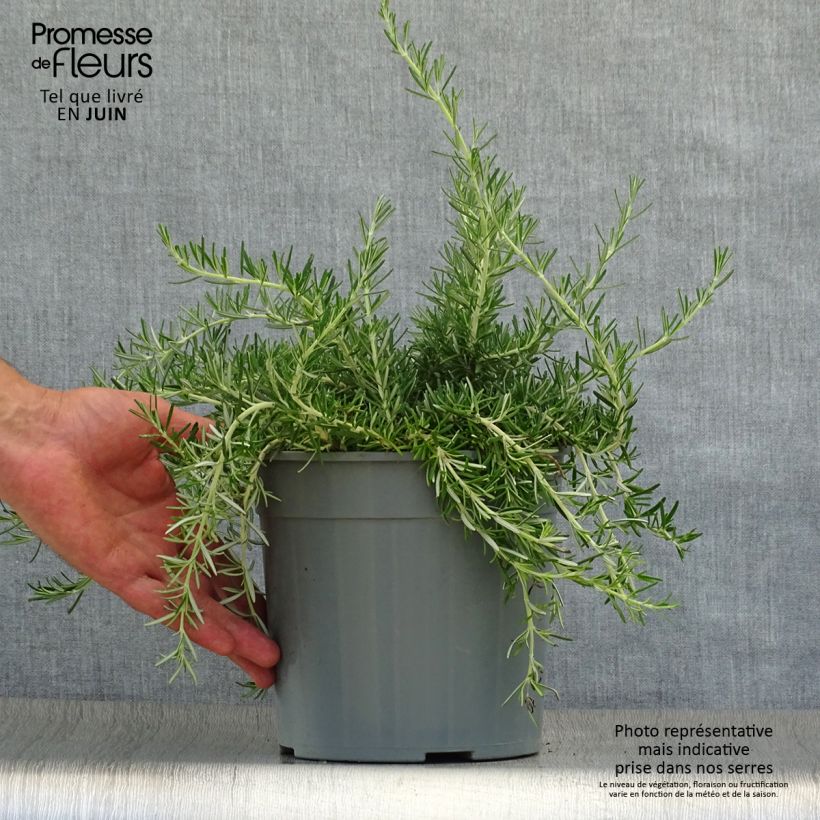 Exemplar von Rosmarin Prostratus - Rosmarinus officinalis Topf mit 1L/1,5L wie im Sommer geliefert