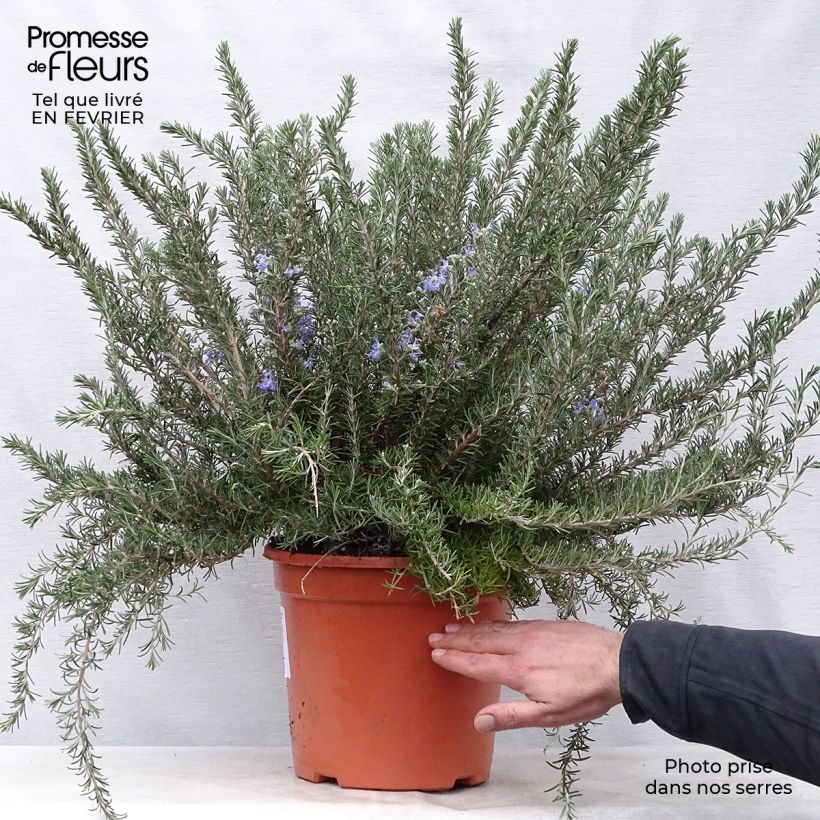 Exemplar von Rosmarin Prostratus - Rosmarinus officinalis Topf mit 4L/5L wie im Winter geliefert