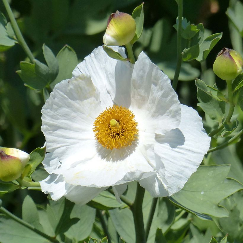 Romneya coulteri - Baummohn (Flowering)