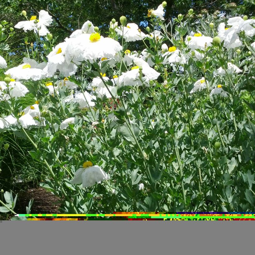 Romneya coulteri - Baummohn (Plant habit)