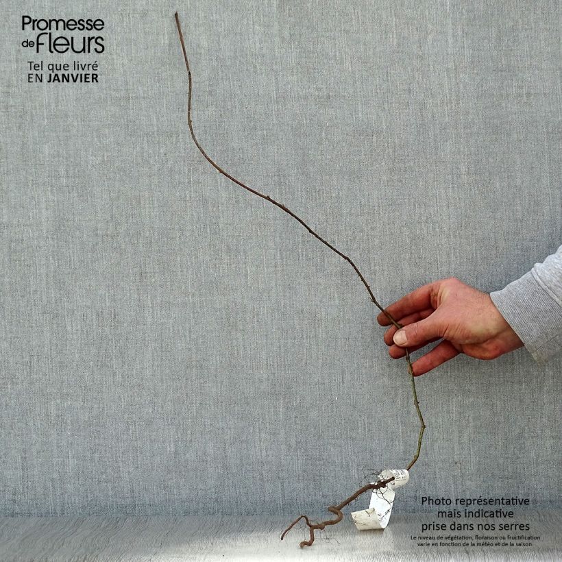 Exemplar von Brombeere - Rubus fruticosus Wurzelnackt, Strauch/Busch, mehrstämmig wie im Winter geliefert