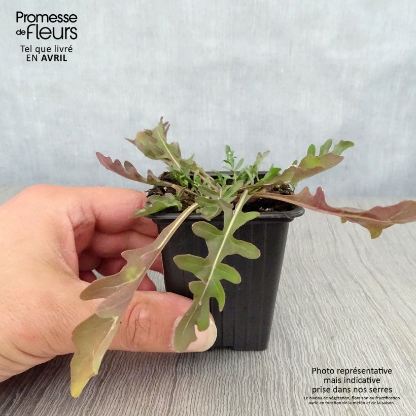 Example of Raukenähnlicher Doppelsame Bio - Diplotaxis erucoides Kleine Töpfe von 8/9 cm as you get in printemps