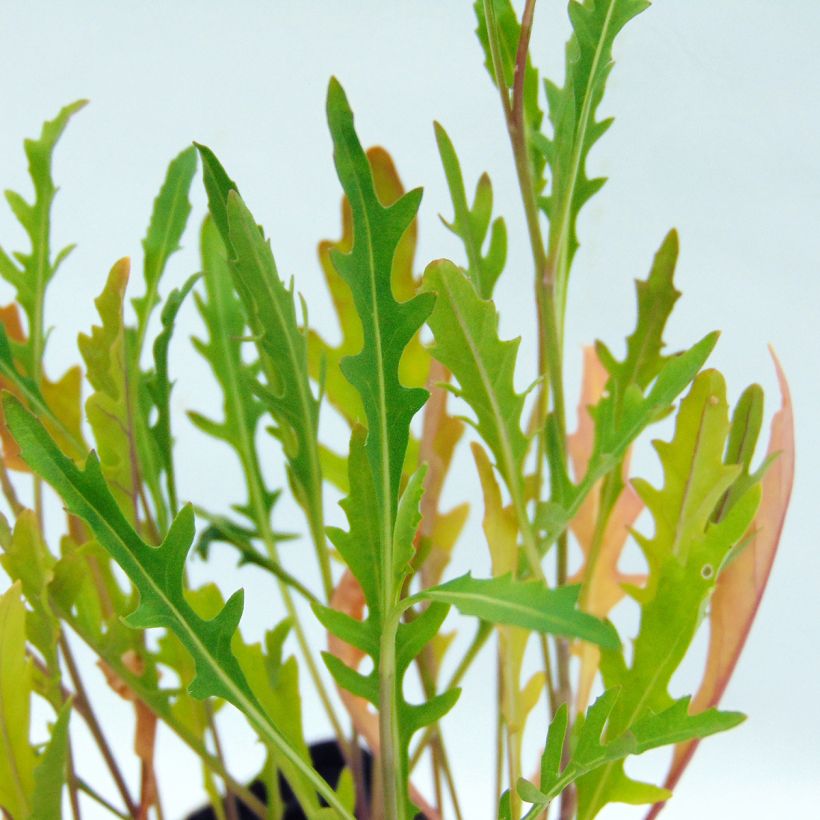 Raukenähnlicher Doppelsame Bio - Diplotaxis erucoides (Foliage)