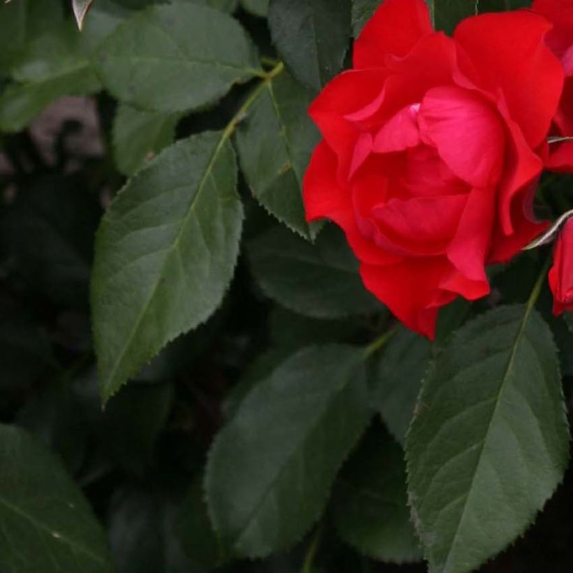 Rosa Black Forest Rose - Bodendecker-Rose (Foliage)
