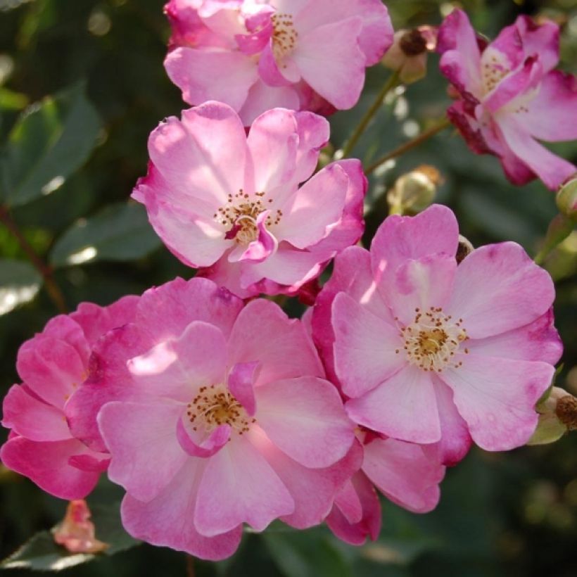 Rosa Lavender Dream - Bodendecker-Rose (Flowering)