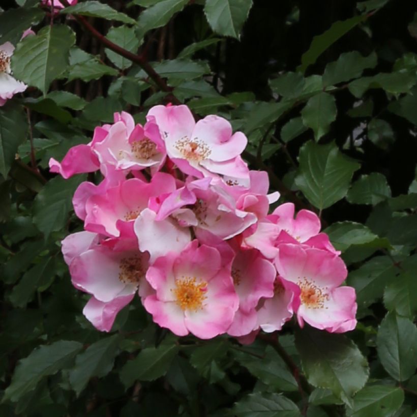 Rosa Rosy Cushion - Moderne Hybrid-Rose (Flowering)