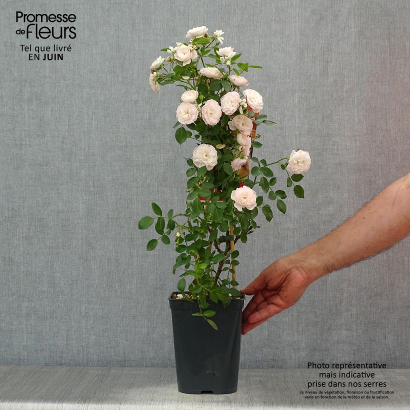 Exemplar von Rosa Starlet Rose Alina - Kletterrose Topf mit 4L/5L wie im Sommer geliefert