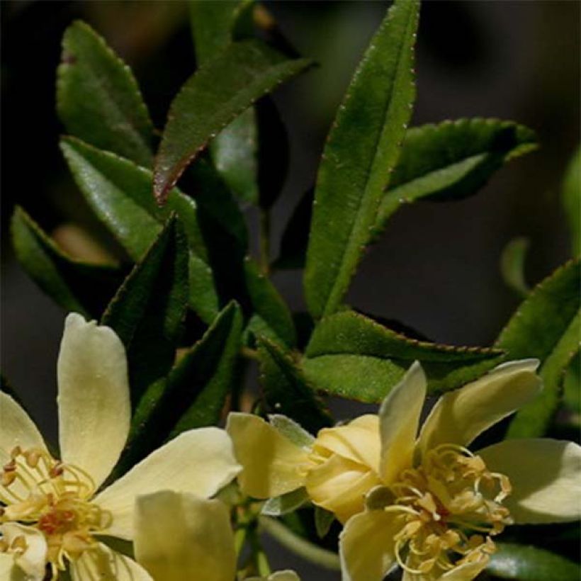 Rosa banksiae Lutescens - Meran-Rose (Laub)