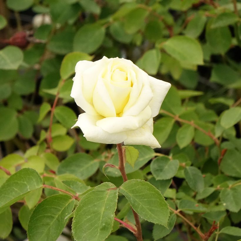 Rosa Love letter - Beetrose (Blüte)