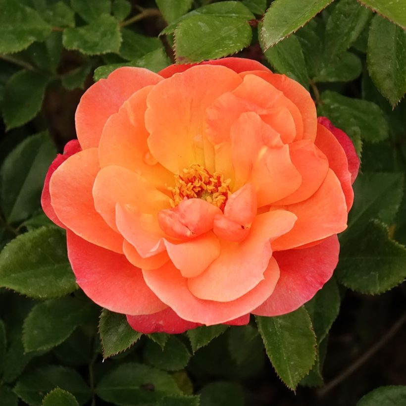 Beetrose Sugar Candy Rose (Blüte)