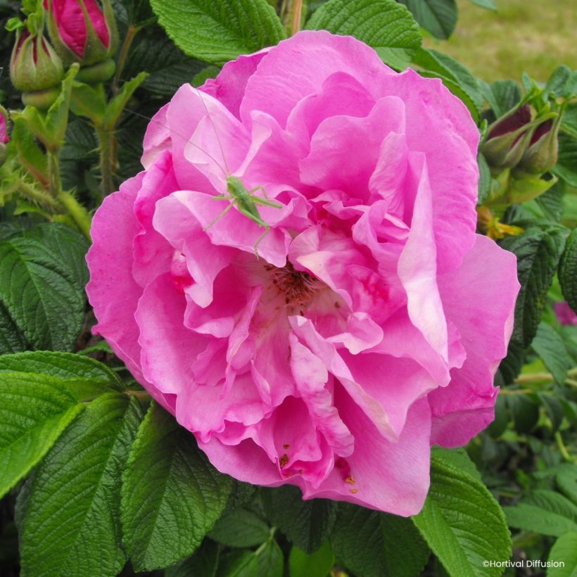 Rosa rugosa Angelia Pink - Apfelrose (Flowering)