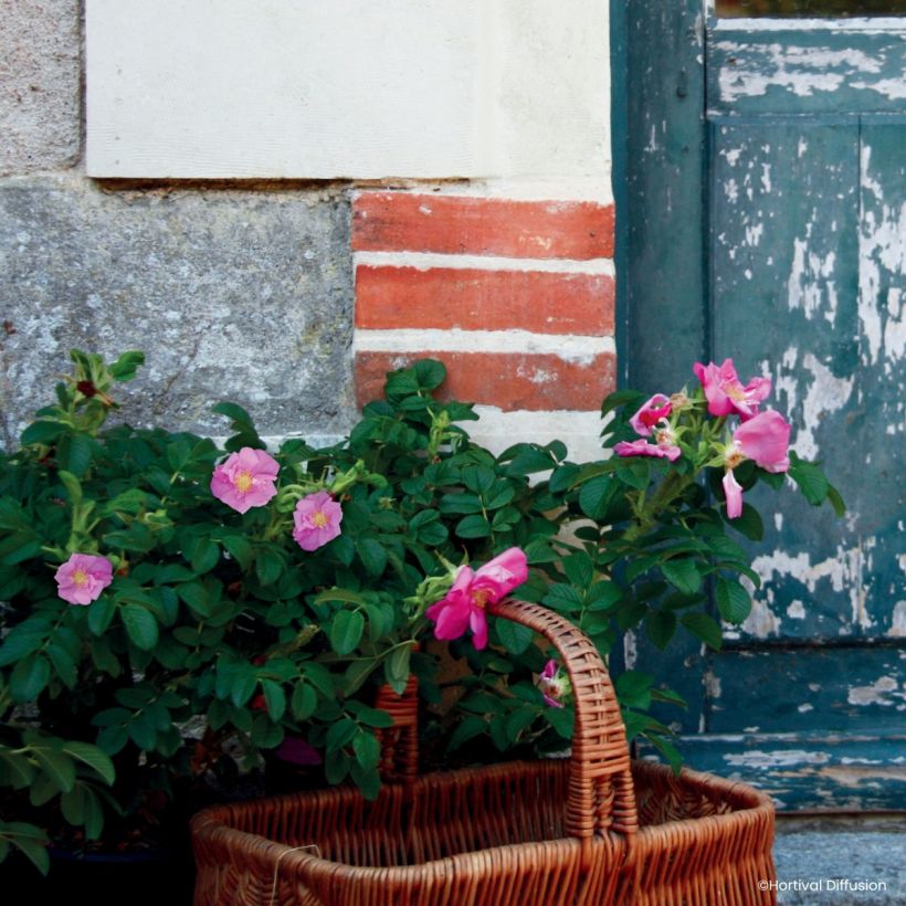 Rosa rugosa Angelia Pink - Apfelrose (Plant habit)