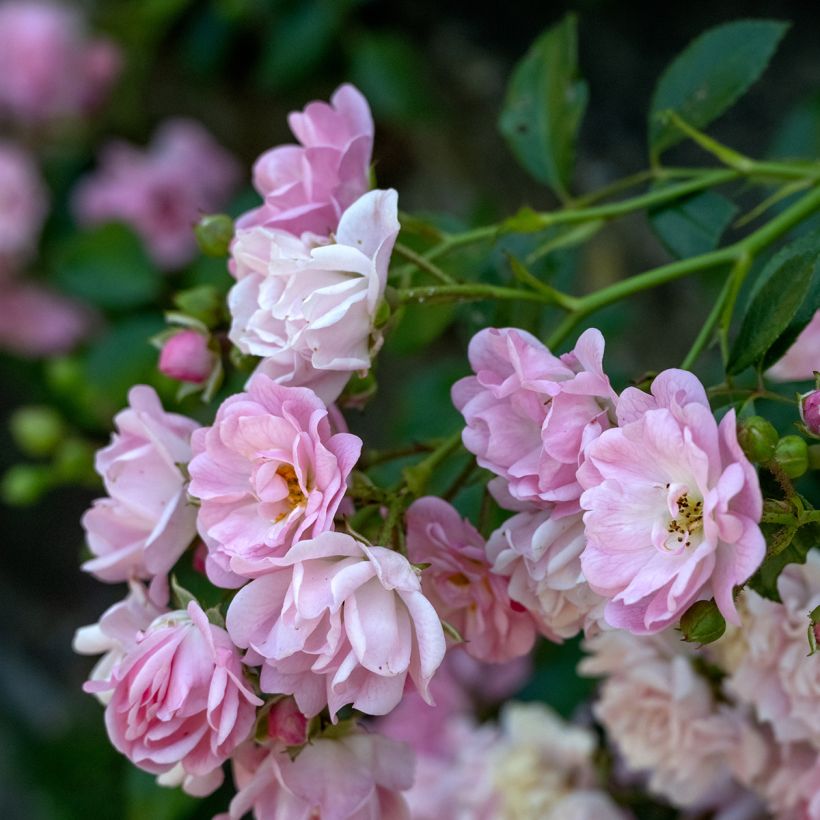 Rosa Siluetta Lavender - Kletterrose (Flowering)