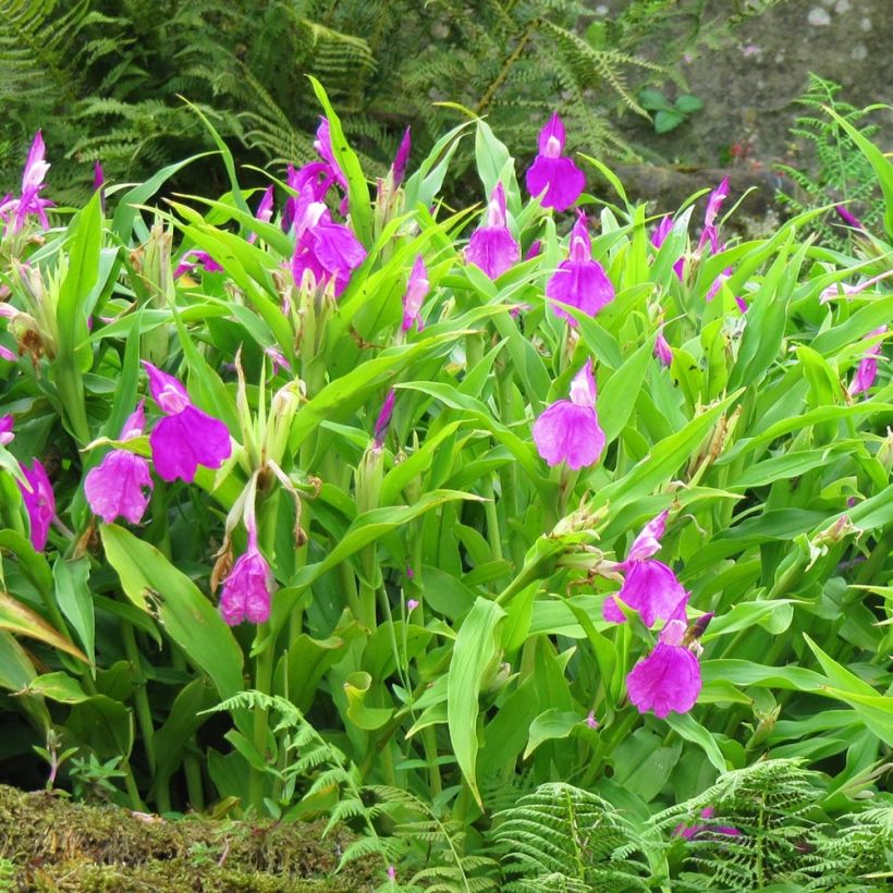 Roscoea purpurea - Scheinorchidee (Wuchs)