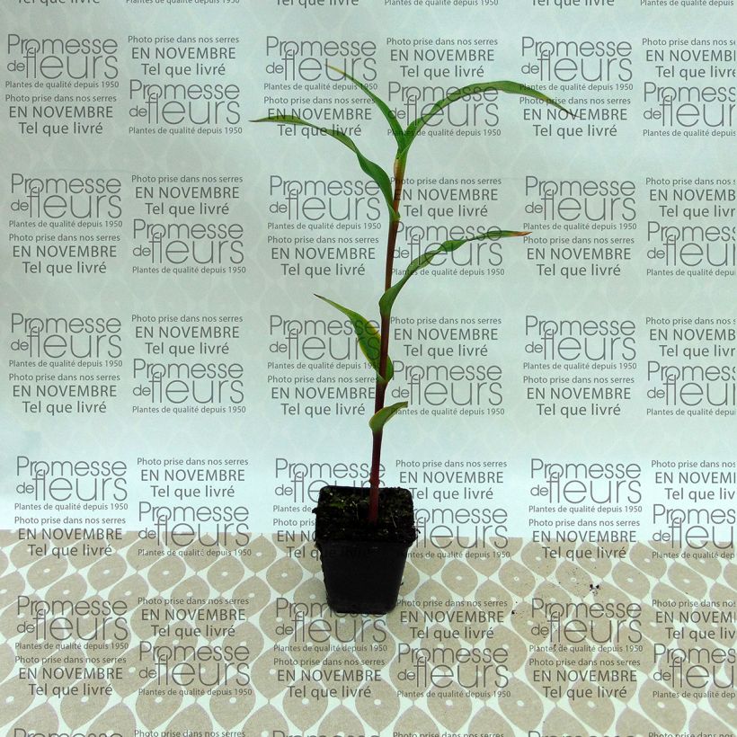 Beispiel eines Exemplars von Roscoea purpurea Dalaï Lama - Scheinorchidee Zwiebel Kaliber/Größe I wie geliefert