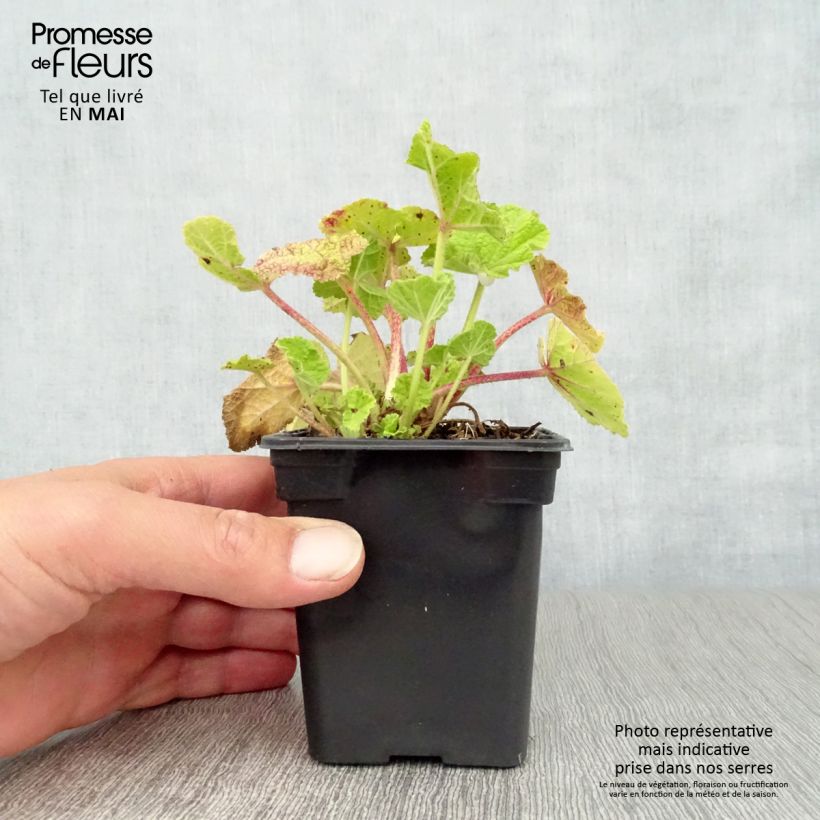 Exemplar von Alcea rosea Chatter's Red - Gewöhnliche Stockrose Kleine Töpfe von 7/8 cm wie im Frühjahr geliefert