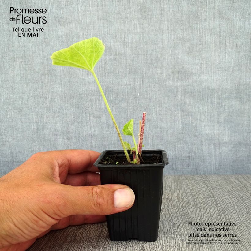 Example of Alcea rosea Nigra - Gewöhnliche Stockrose Kleine Töpfe von 7/8 cm as you get in printemps