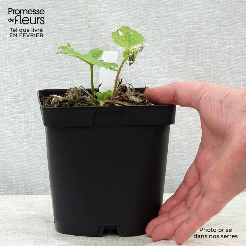 Example of Alcea rosea Nigra - Gewöhnliche Stockrose Topf mit 2L/3L as you get in hiver