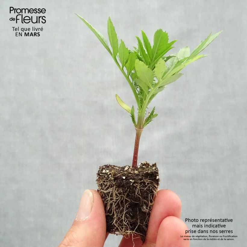 Exemplar von Aufrechte Studentenblume F1 Taishan Mix - Tagetes Jardi-Plug: Wurzelballen 3,8 cm x 3,2 cm in Anzuchtplatte à 15 Stück. wie im Frühjahr geliefert