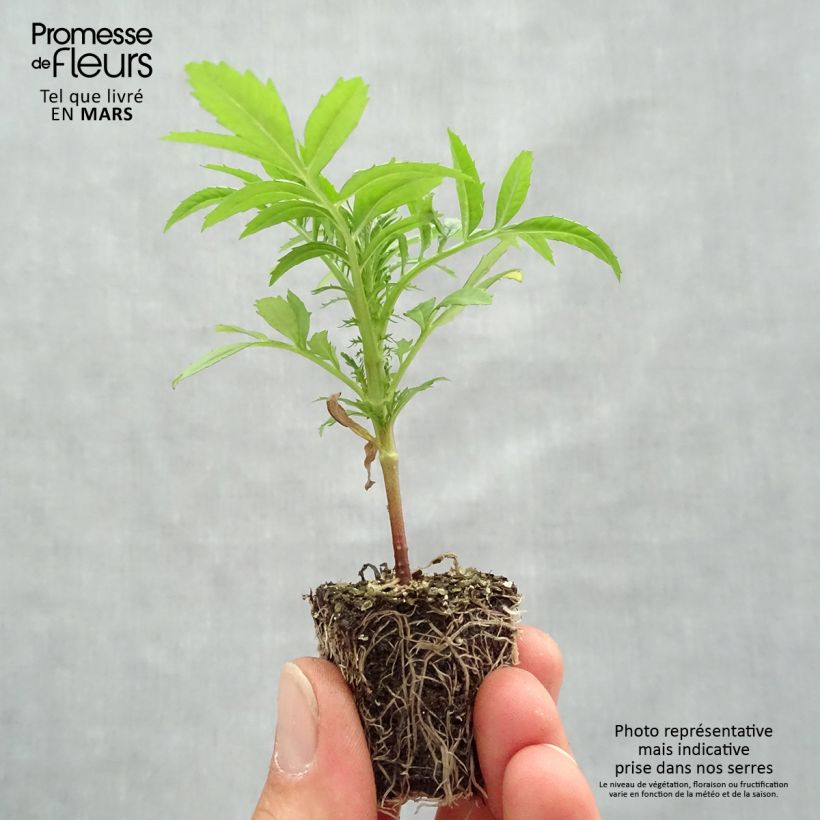 Example of Aufrechte Studentenblume F1 Vanilla - Tagetes Jardi-Plug: Wurzelballen 3,8 cm x 3,2 cm in Anzuchtplatte à 15 Stück. as you get in printemps