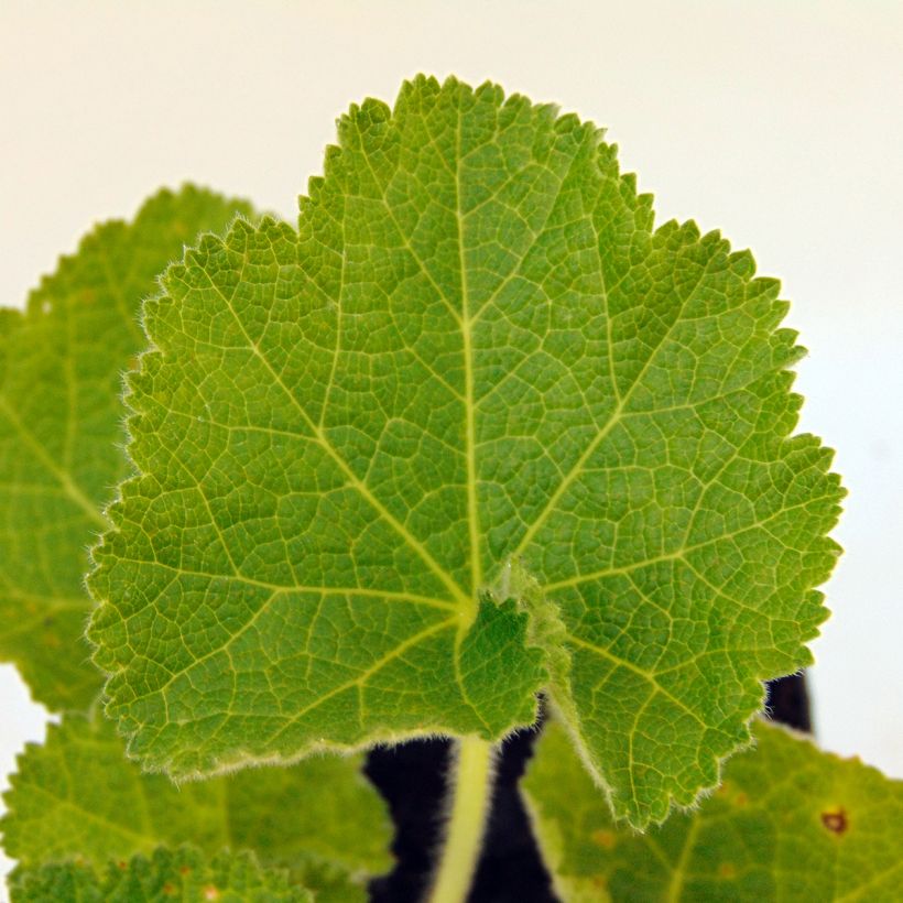 Alcea rosea Chater's Double White - Gewöhnliche Stockrose (Foliage)