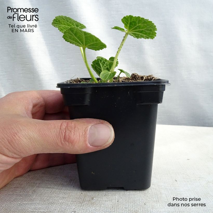 Example of Alcea rosea Chater's Double White - Gewöhnliche Stockrose Kleine Töpfe von 7/8 cm as you get in printemps