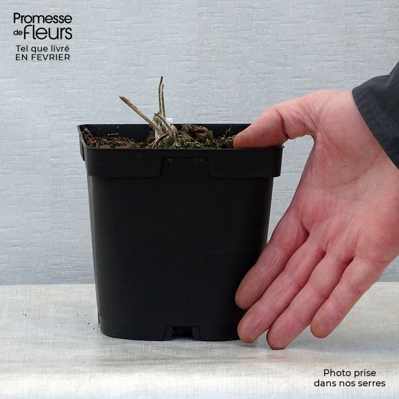 Example of Alcea rosea Chater's Double White - Gewöhnliche Stockrose Topf mit 2L/3L as you get in hiver