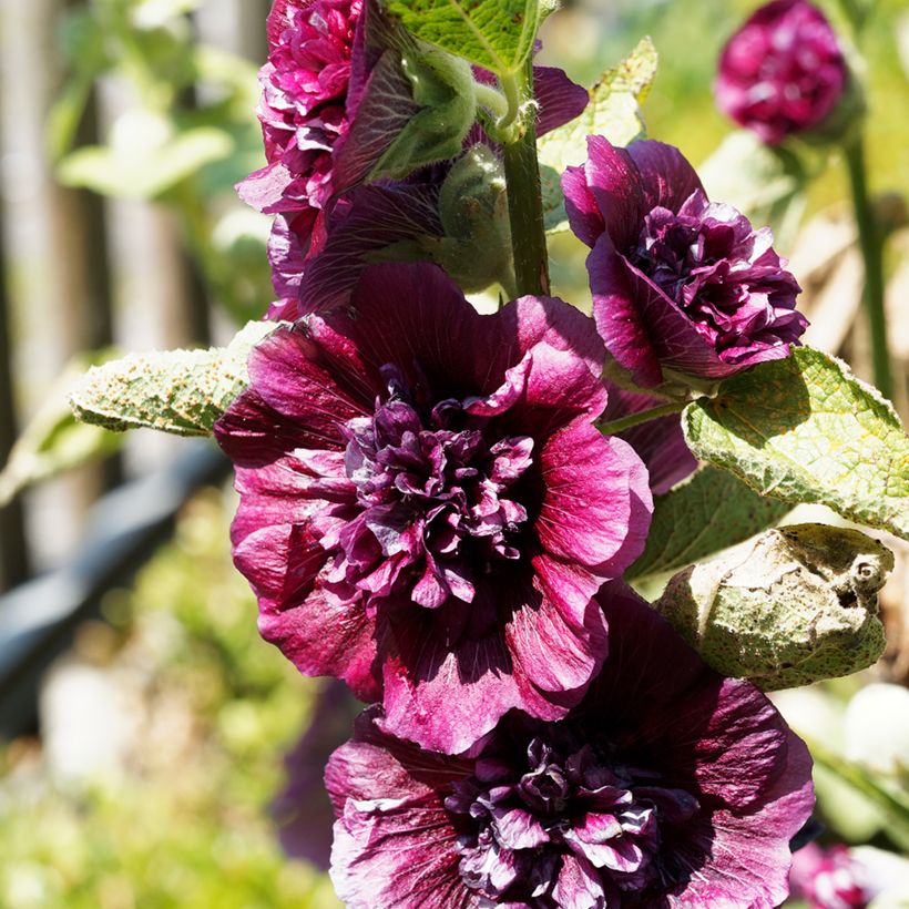 Alcea rosea Chater's Double Violet - Gewöhnliche Stockrose (Flowering)