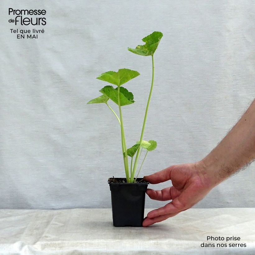 Example of Alcea rosea Chater's Double Salmon - Gewöhnliche Stockrose Kleine Töpfe von 7/8 cm as you get in printemps