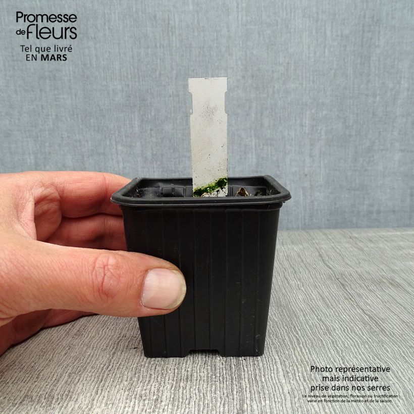 Example of Alcea rosea Chater's Double Violet - Gewöhnliche Stockrose Kleine Töpfe von 8/9 cm as you get in printemps