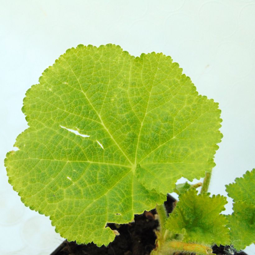 Alcea rosea Chater's Double Salmon - Gewöhnliche Stockrose (Foliage)