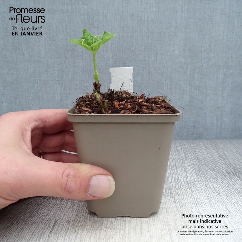 Exemplar von Alcea rosea Fiesta Time - Gewöhnliche Stockrose Kleine Töpfe von 8/9 cm wie im Winter geliefert