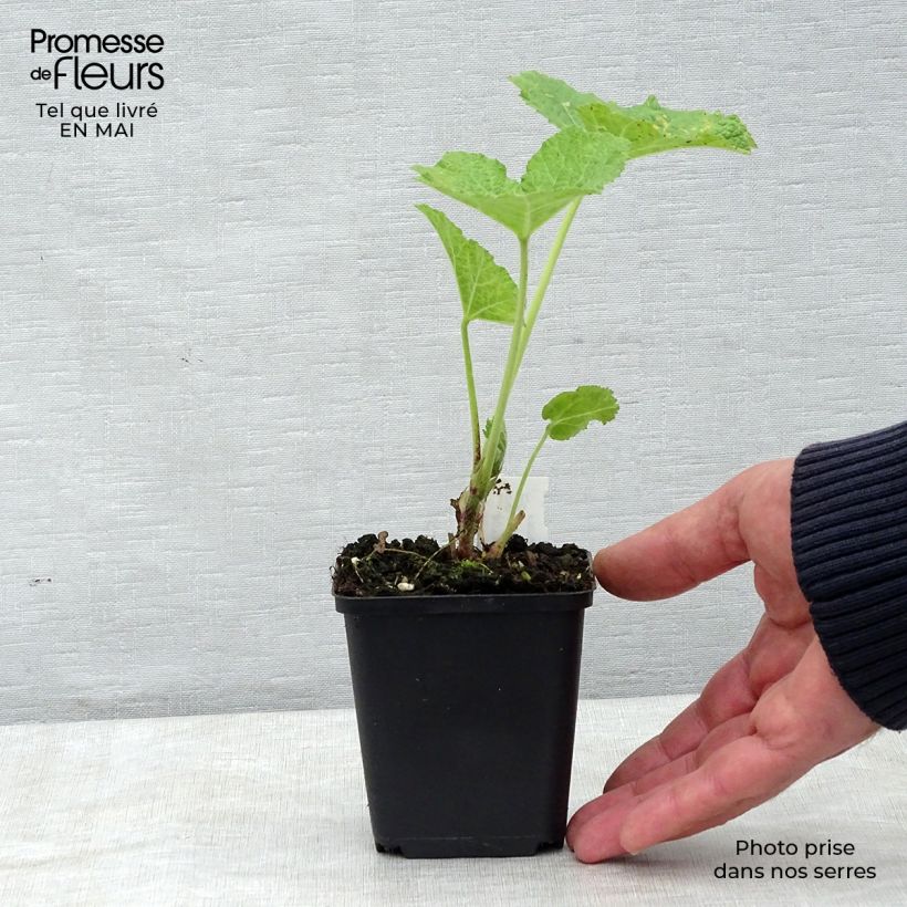 Exemplar von Alcea rosea Mars Magic - Gewöhnliche Stockrose Kleine Töpfe von 8/9 cm wie im Frühjahr geliefert