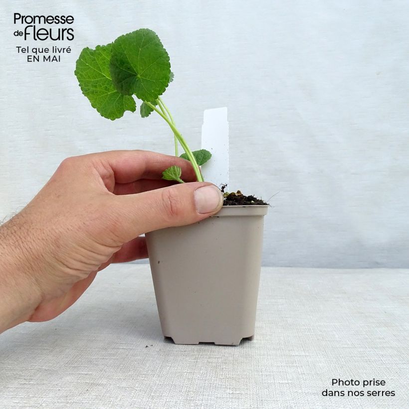 Example of Alcea rosea Sunshine - Gewöhnliche Stockrose Kleine Töpfe von 8/9 cm as you get in printemps