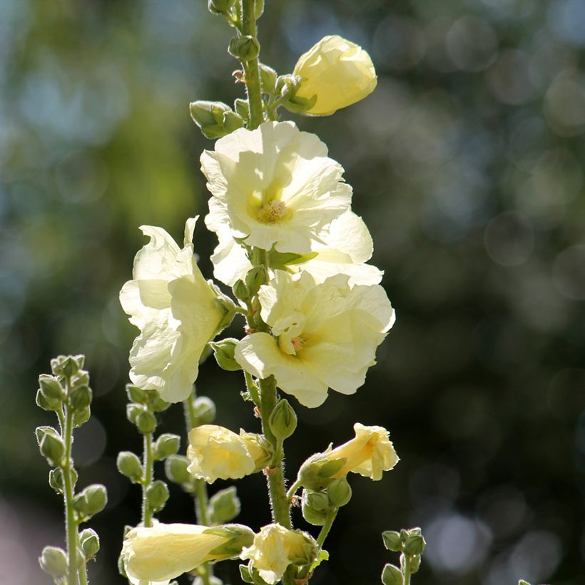 Alcea rosea Sunshine - Gewöhnliche Stockrose (Flowering)