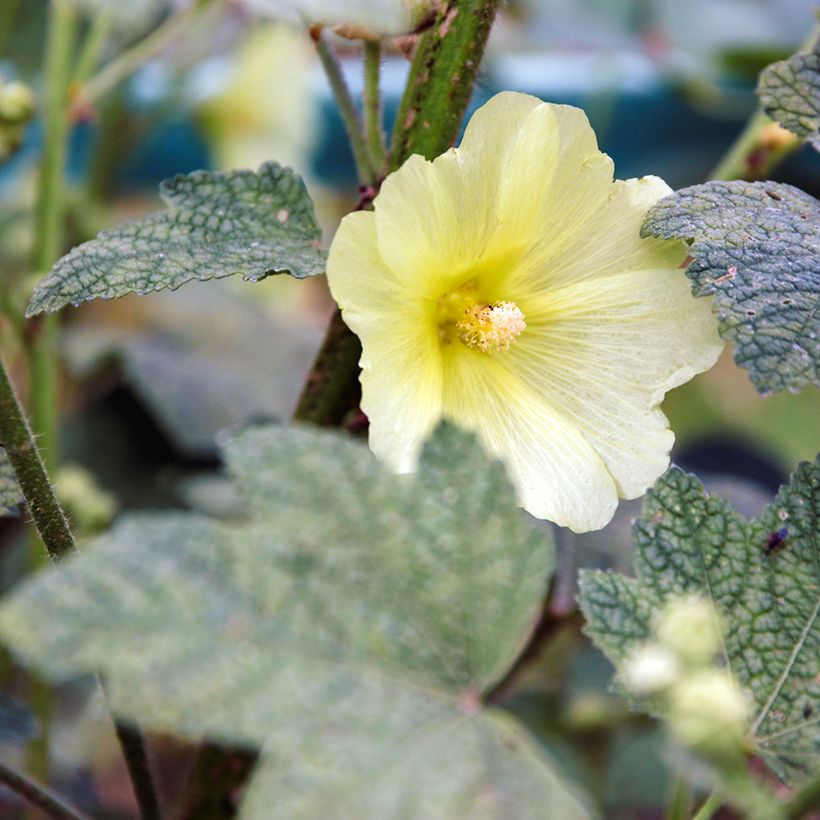 Alcea rugosa - Gewöhnliche Stockrose (Flowering)