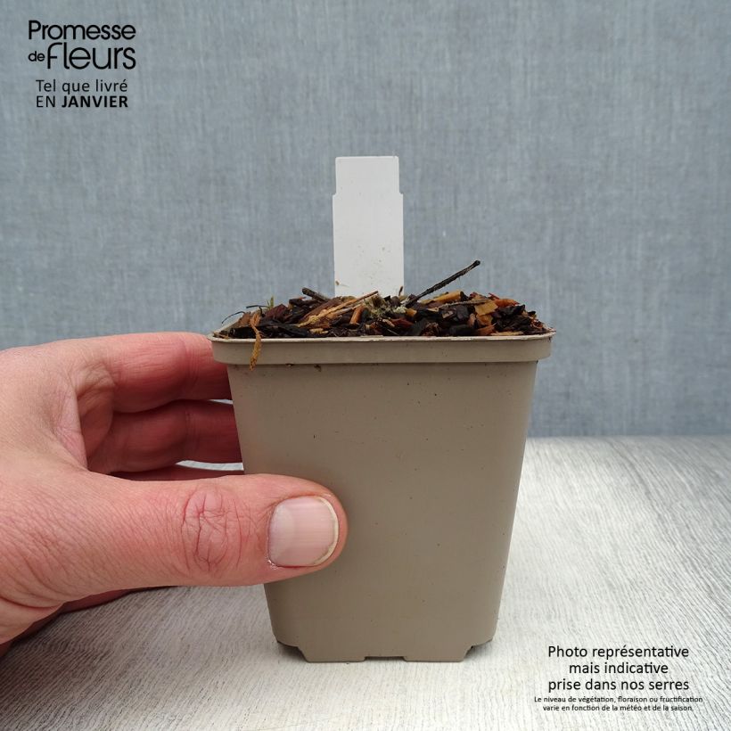 Exemplar von Alcea Crème de Cassis - Gewöhnliche Stockrose Kleine Töpfe von 8/9 cm wie im Winter geliefert