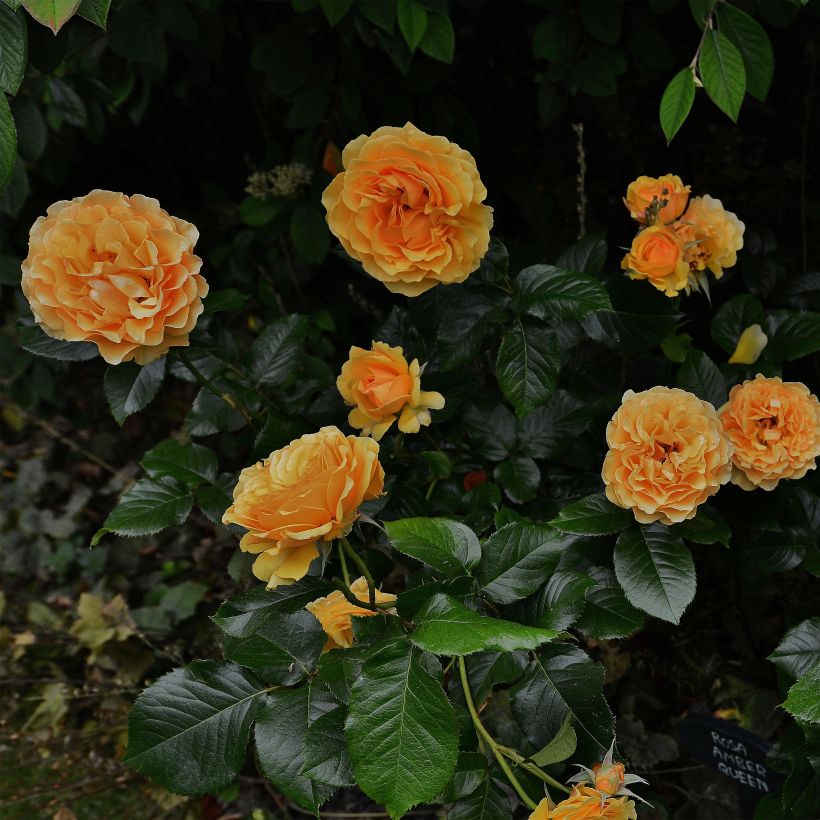 Rosa Amber Queen - Beetrose (Plant habit)