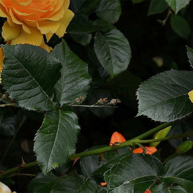 Rosa Amber Queen - Beetrose (Foliage)