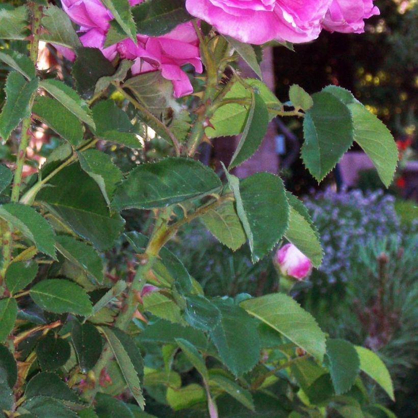 Rosa Rosier Baronne Prévost - Moderne Teerose (Foliage)