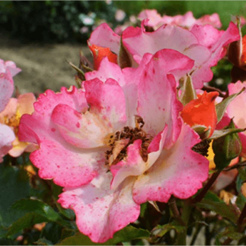 Rosa Bee Proud - Beetrose (Blüte)