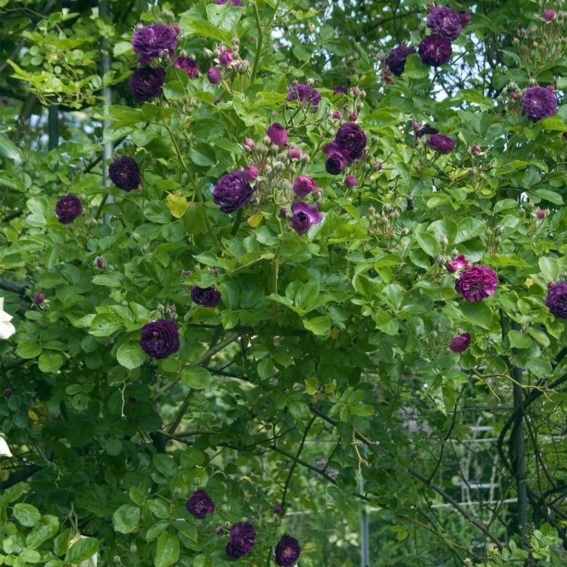 Rosa multiflora Bleu Magenta - Polyantha-Rose (Plant habit)