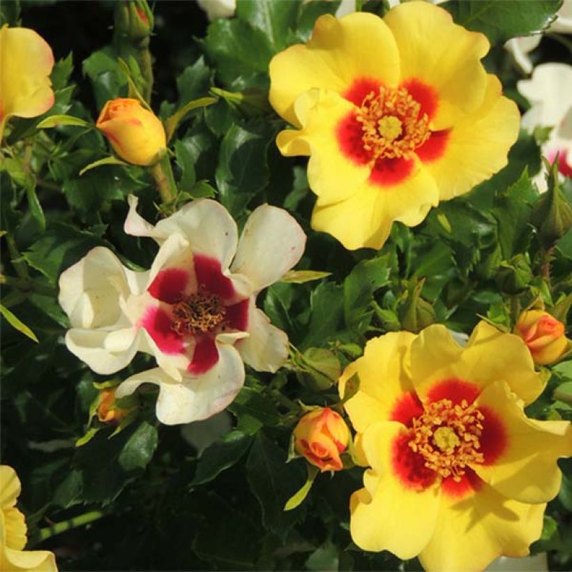 Rosa persica Cream Babylon Eyes - Zwerg-Parkrose (Flowering)