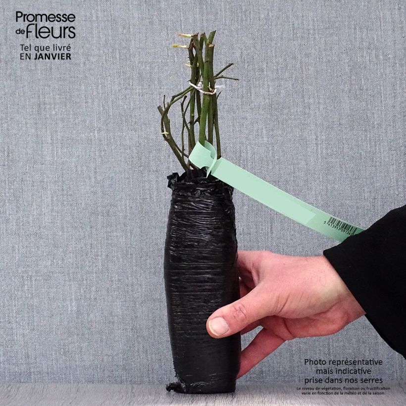 Exemplar von Rosa Albrighton Rambler - Austin Rambler-Rose Wurzelnackt in Beutel wie im Winter geliefert