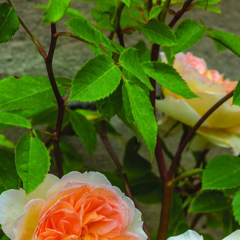 Rosa Bathsheba - Englische Rose (Foliage)