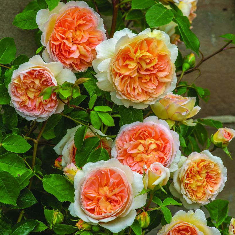 Rosa Bathsheba - Englische Rose (Flowering)