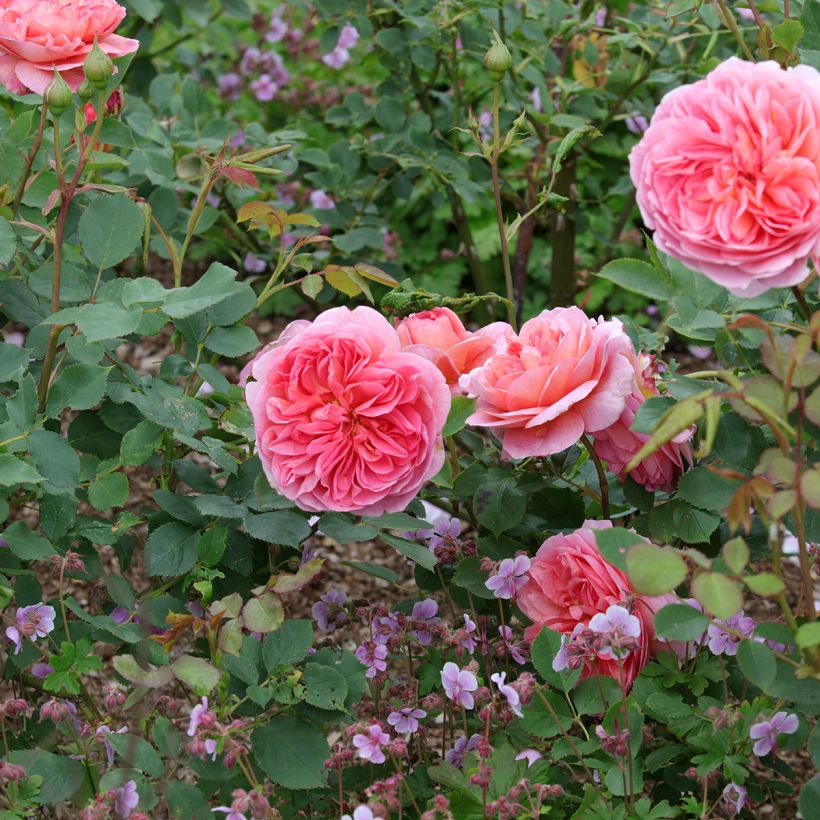 Rosa Boscobel - Englische Rose (Wuchs)