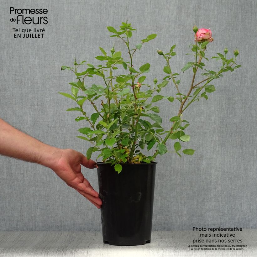 Exemplar von Rosa Boscobel - Englische Rose Topf mit 4L/5L wie im Sommer geliefert