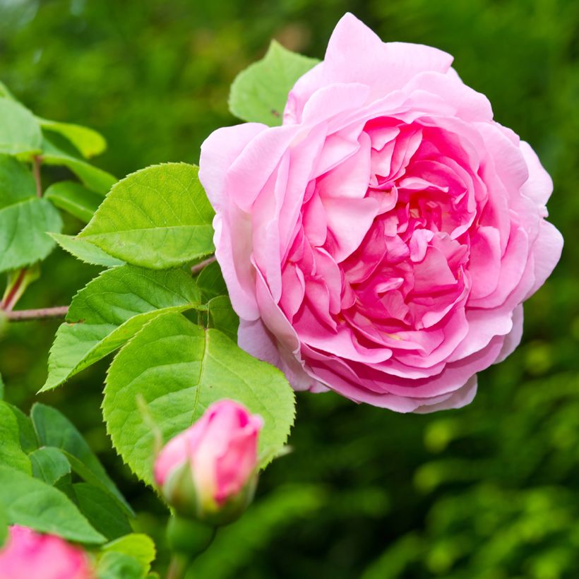 Rosa Constance Spry - Englische Rose (Blüte)
